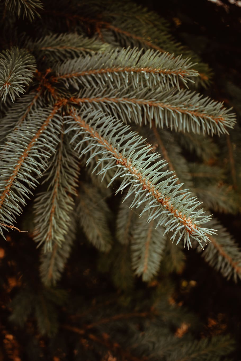 autumn, closeup, christmas, tree, nature, plant, growth, close-up HD wallpaper