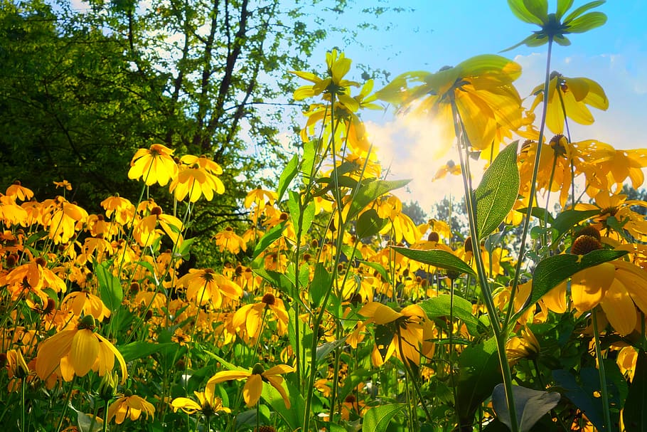 Yellow Petaled Flower Bloom during Daytime, blossom, echinacea HD wallpaper
