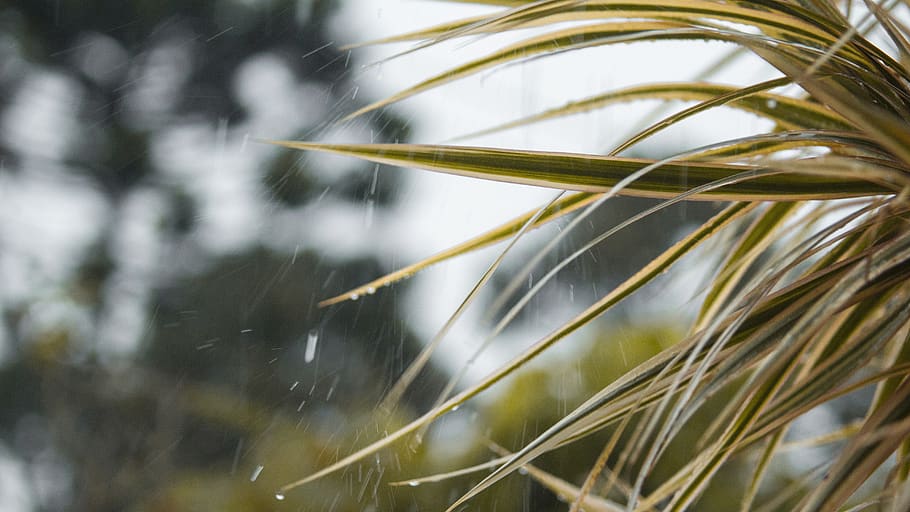 plant, grass, vegetation, tree, animal, sea life, lawn, reed HD wallpaper