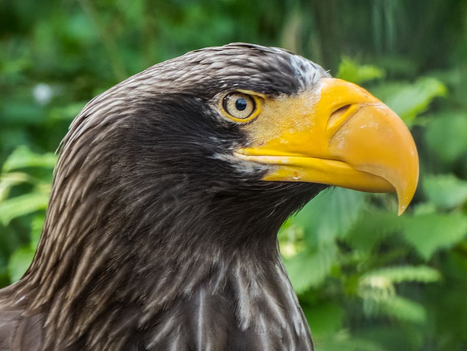 netherlands, rotterdam, blijdorp district, bird, animal, animal themes HD wallpaper
