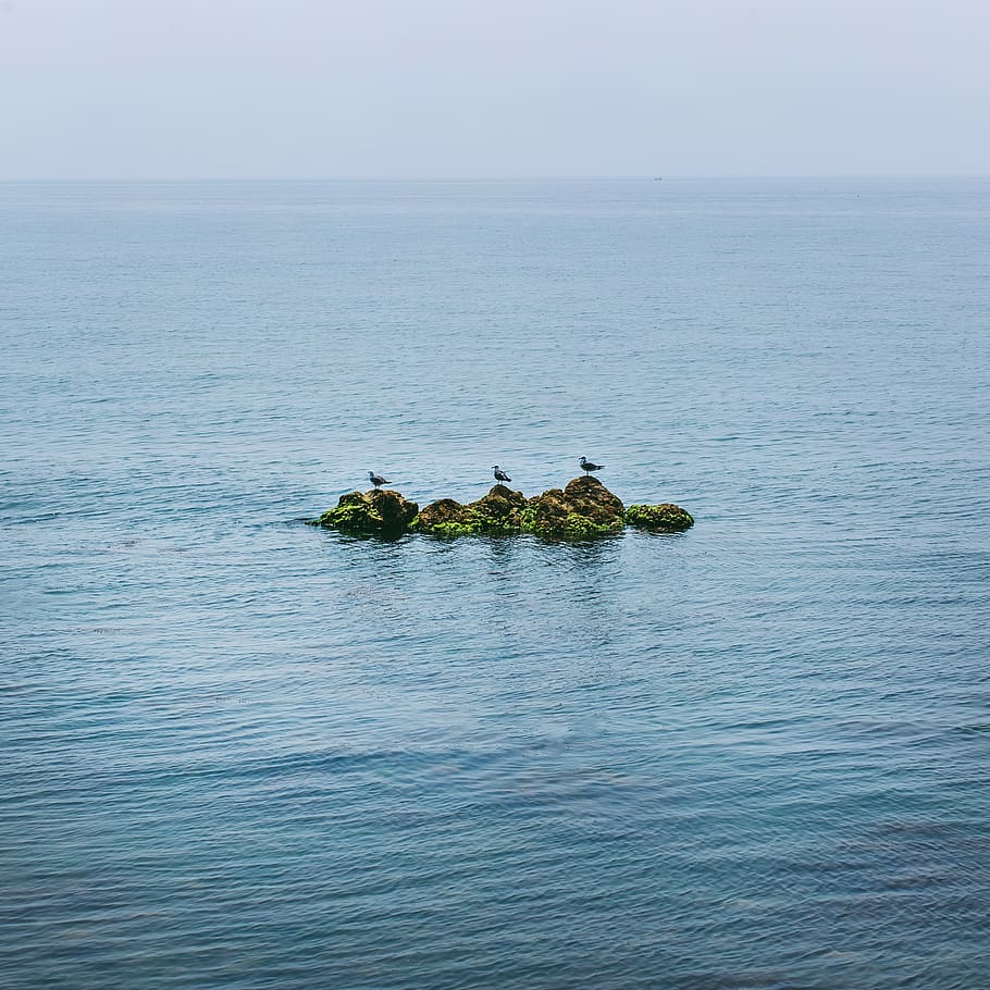 seagull, water, beauty in nature, scenics - nature, tranquil scene HD wallpaper