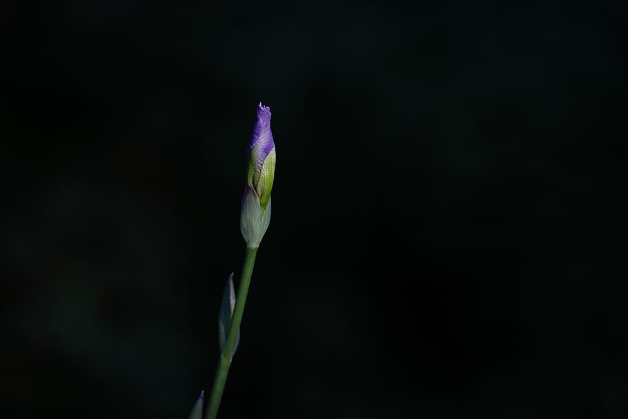 iris, flower, bloom, nature, violet, floral, blossom, dark HD wallpaper