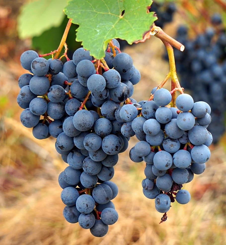 wine, vines, grapes, grapevine, rebstock, fruit, healthy eating HD wallpaper