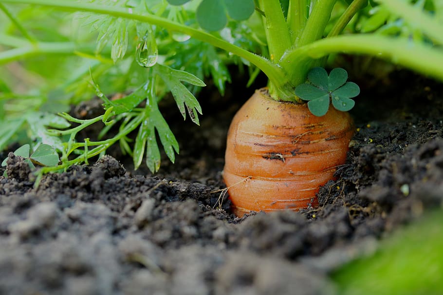 carottes, légumes, santé, culture, jardin, que cultiver en fin de saison, jardinage, Champion Seeds, que cultiver en août, que planter en août