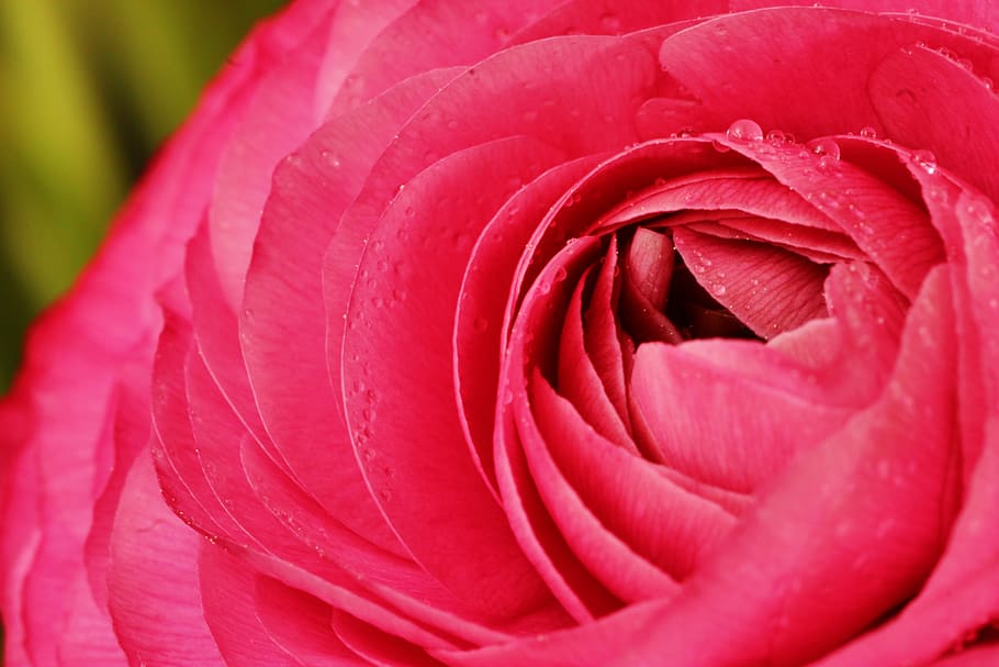 ranunculus, flower, blossom, bloom, spring flower, pink, close up HD wallpaper
