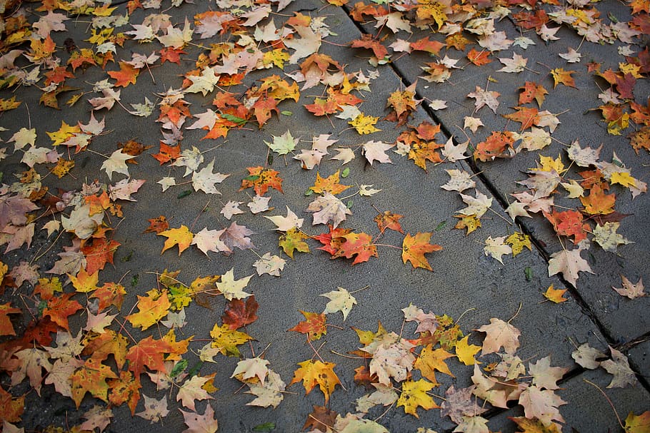 dried leaves on pavement, leaf, plant, rug, tree, maple, maple leaf HD wallpaper