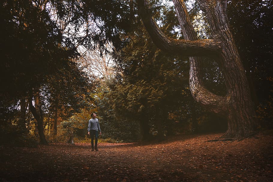 man walking towards green leafed tree, gravel, road, dirt road HD wallpaper