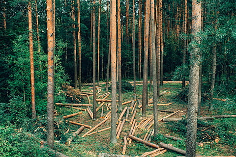 logged pines in forest, conifer, countryside, cut, cutting, deforestation HD wallpaper