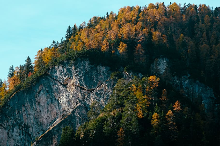 forest on hill, flora, plant, conifer, tree, larch, italy, braies HD wallpaper