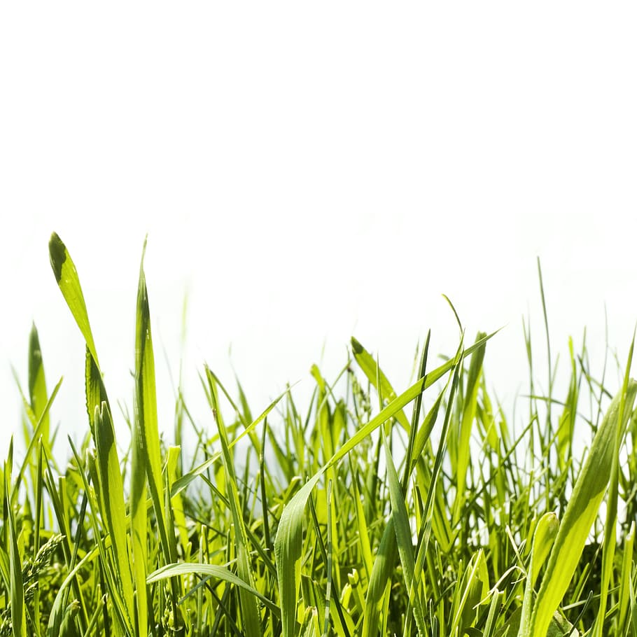 grass, green, growth, idyllic, isolated, lawn, macro, meadow, HD wallpaper