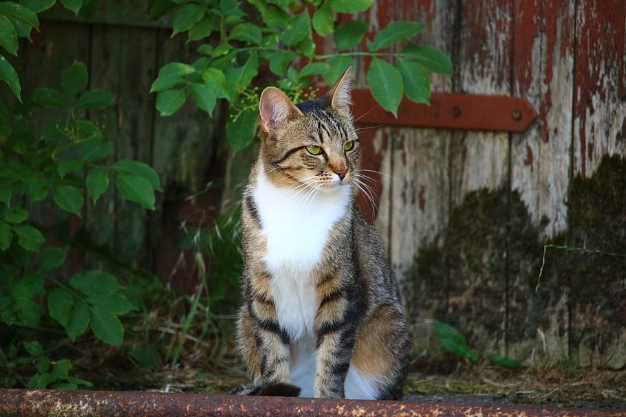 cat, kitten, tiger cat, mackerel, domestic cat, mieze, pet HD wallpaper