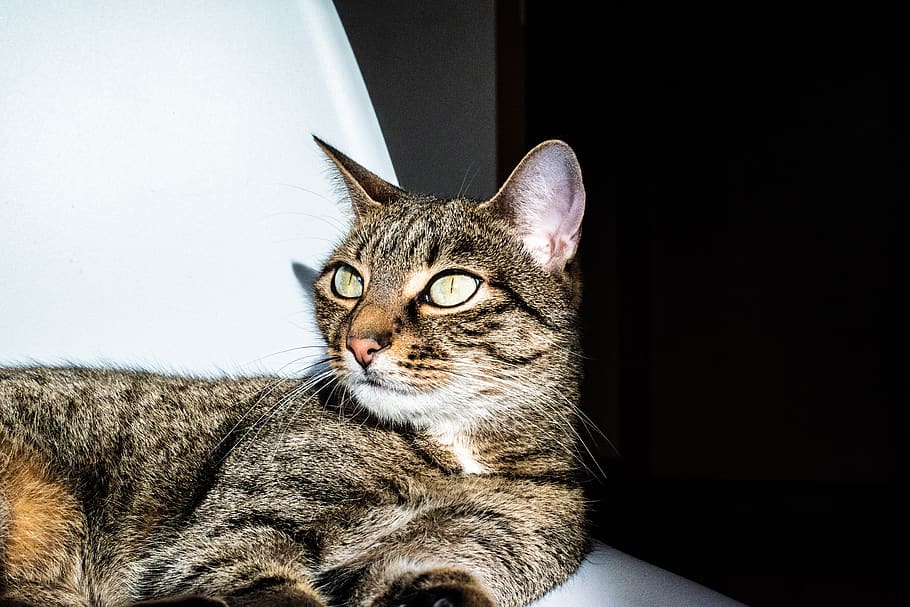 Cat, cateyes, Katzenaugen, Pet, Animl, Home, Chair, comfortable, HD wallpaper