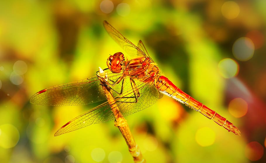 red dragonfly, animal, insect, anisoptera, invertebrate, bee HD wallpaper