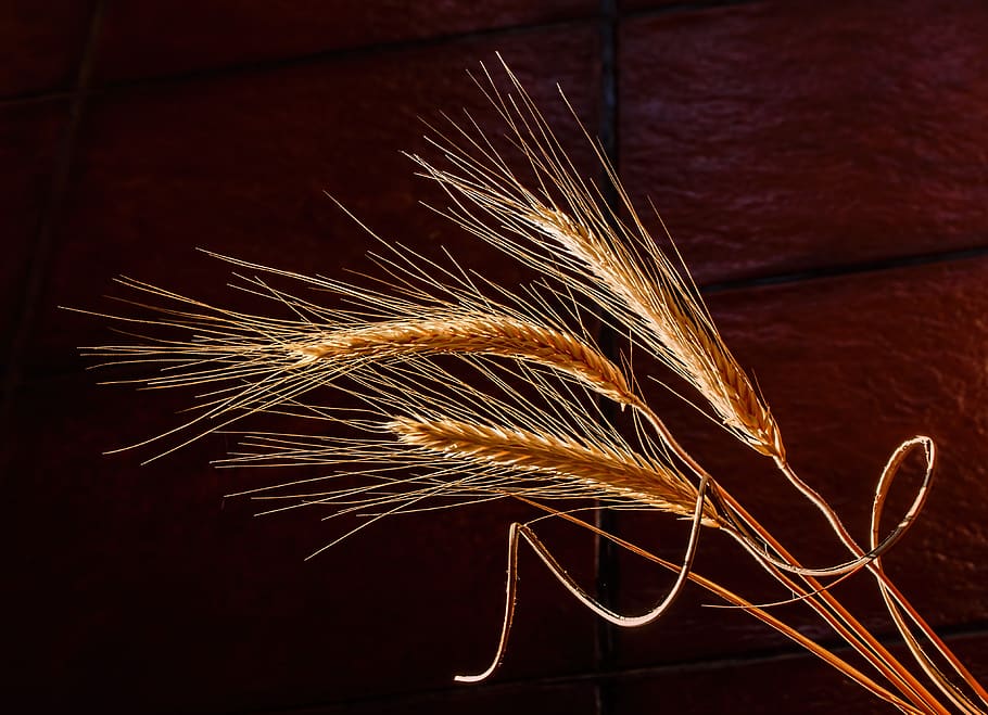 Brown Leafed Plant in Focus Photography, cereal, corn, grains HD wallpaper