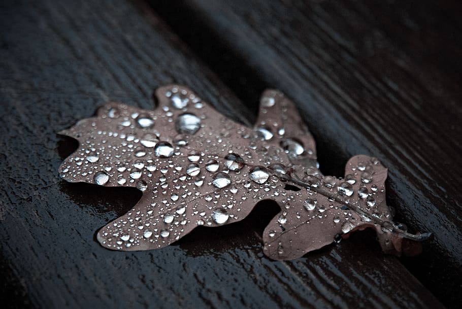 lithuania, vilnius, outumn, leaf, wood, sweet food, close-up HD wallpaper