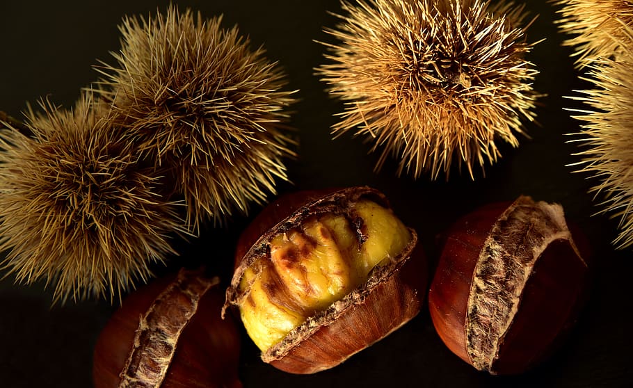 chestnut, sweet chestnuts, maroni, autumn, nature, fruit, autumn fruit, HD wallpaper
