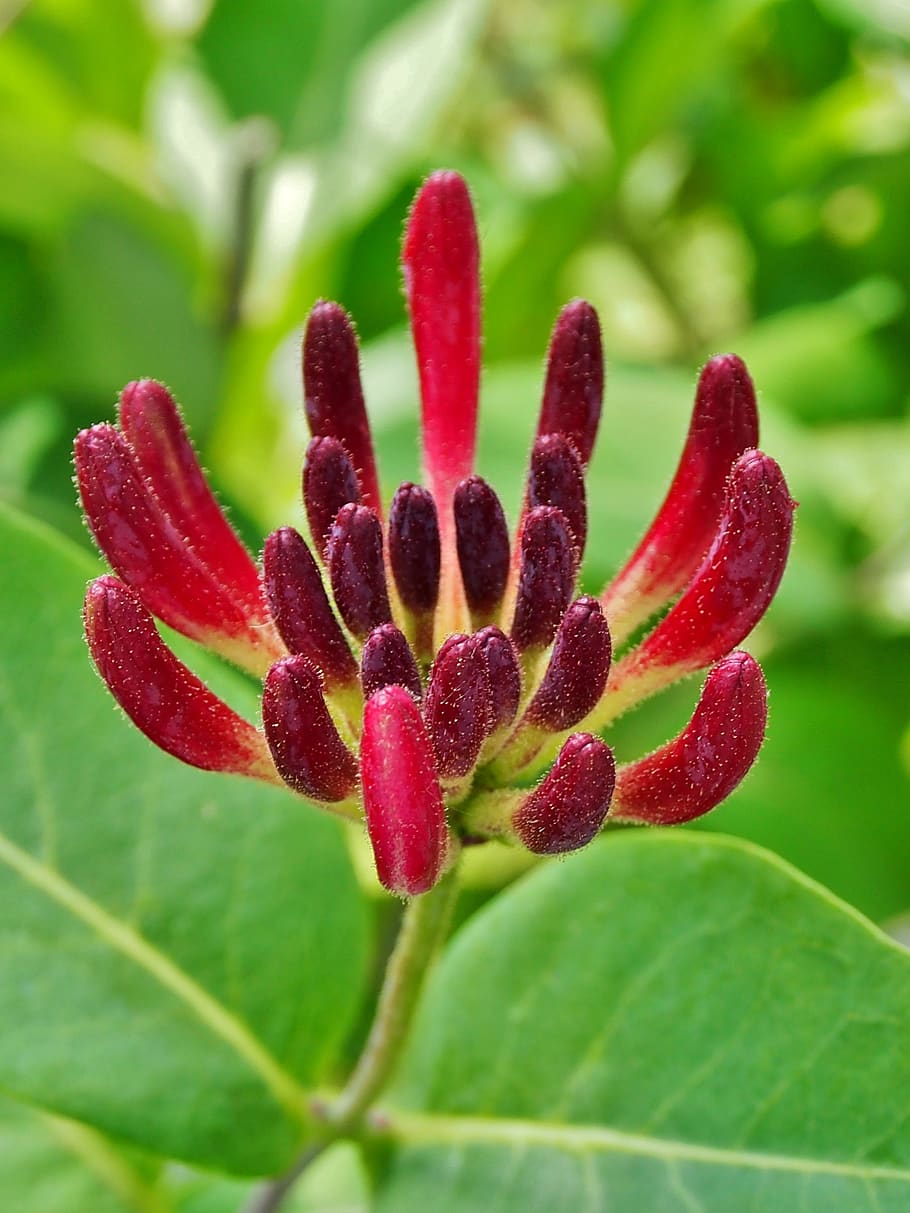 blossom, bloom, exotic, red, petals, close up, plant, honeysuckle HD wallpaper