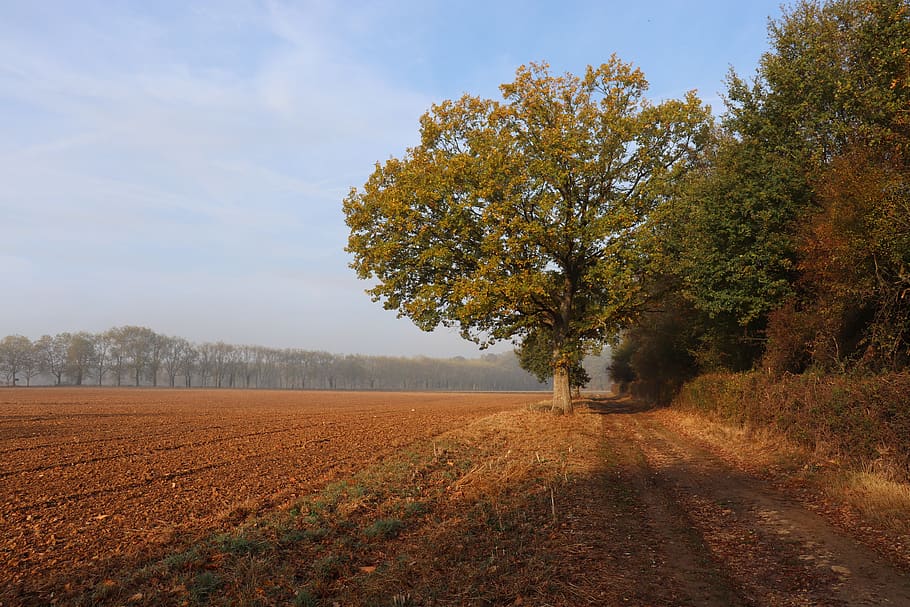 field, landscape, fall colors, trees, nature, rural, scenic HD wallpaper