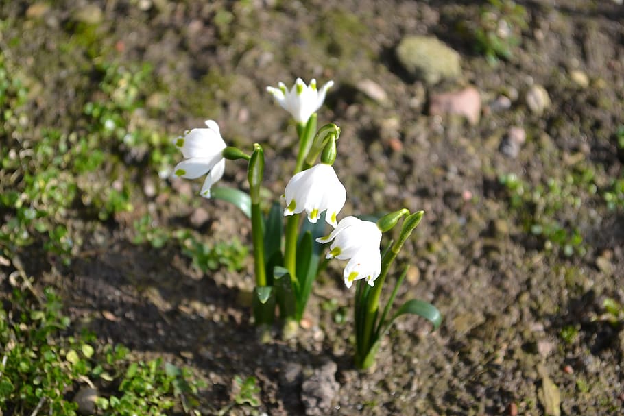 spring snowflake, spring flowers, plant, amaryllidaceae, leucojum vernum HD wallpaper