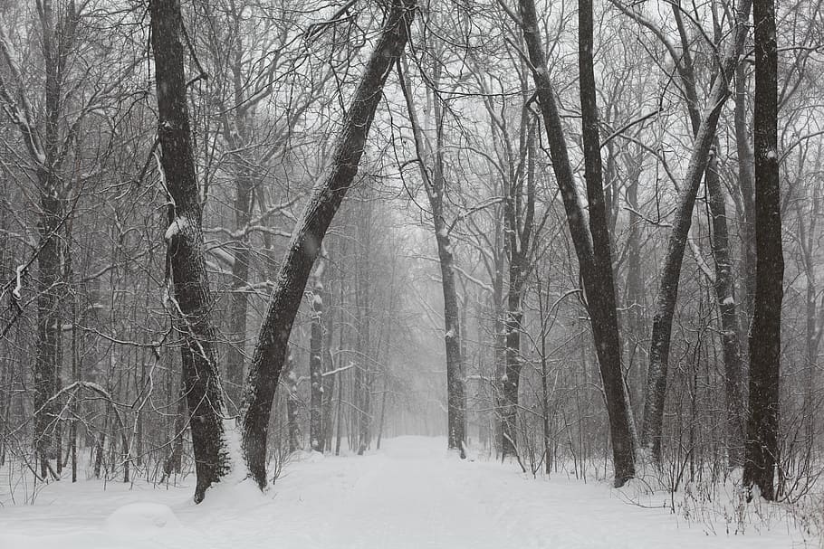 Gray Scale Photo of Trees on Snow, cold, fog, forest, ze, frost HD wallpaper