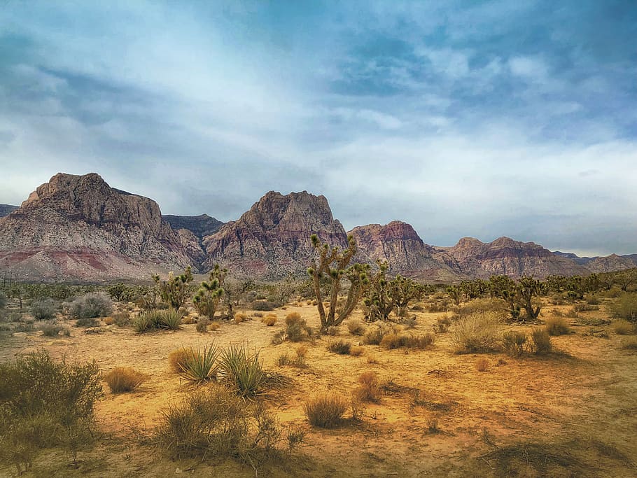 trees and mountains, sky, landscape, environment, scenics - nature HD wallpaper