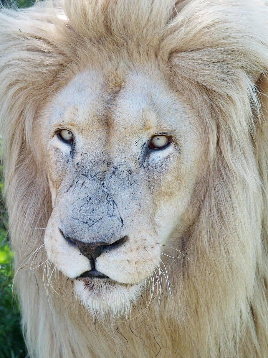 white lion, male lion, males, mane, big cat, predator, animal, HD wallpaper