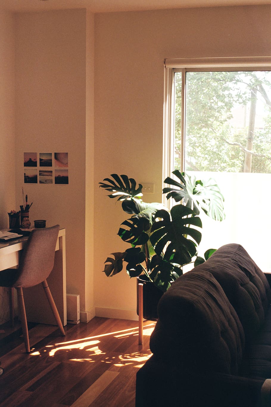 swiss cheese plant near brown sofa, window, indoors, home interior, HD wallpaper