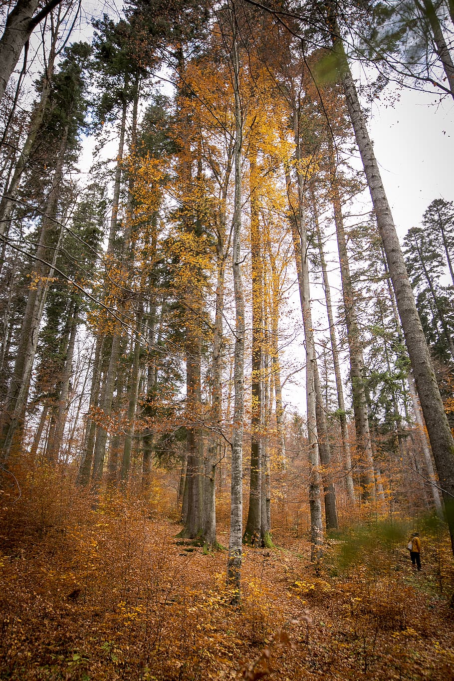 low-angle photography trees, plant, human, person, tree trunk HD wallpaper