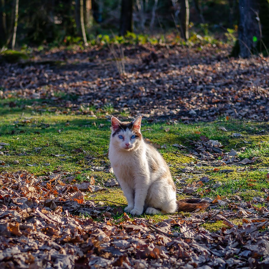 cat, nature, forest, animals, mammals, eyes, portrait, one animal HD wallpaper