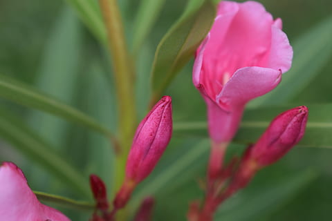 leander, summer, nature, flower, pink, garden, plant, mediterranean HD wallpaper