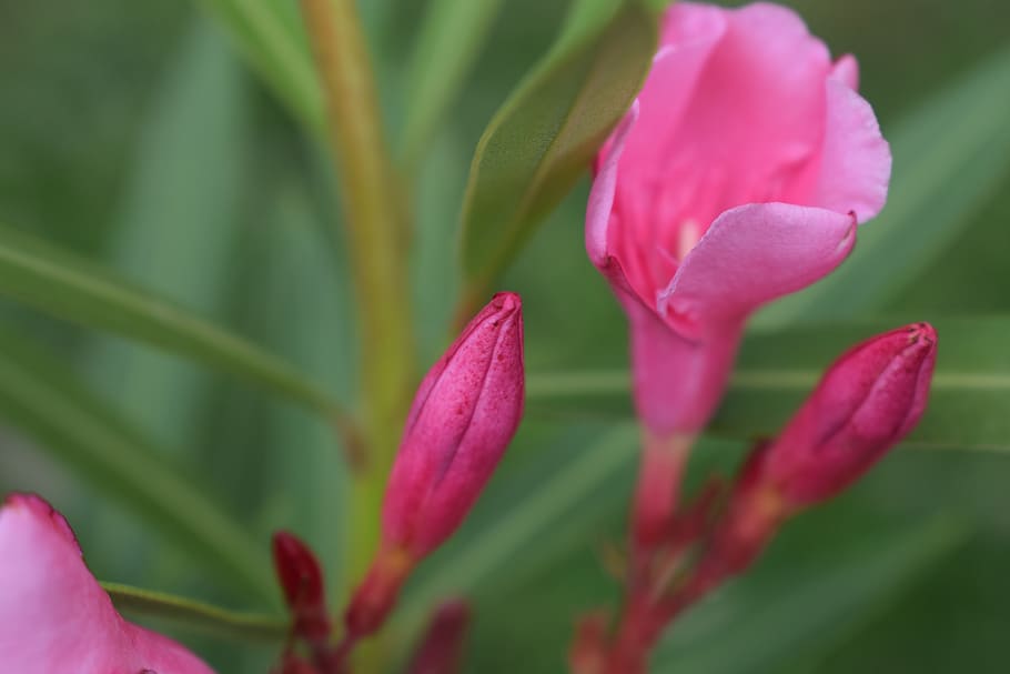 leander, summer, nature, flower, pink, garden, plant, mediterranean HD wallpaper