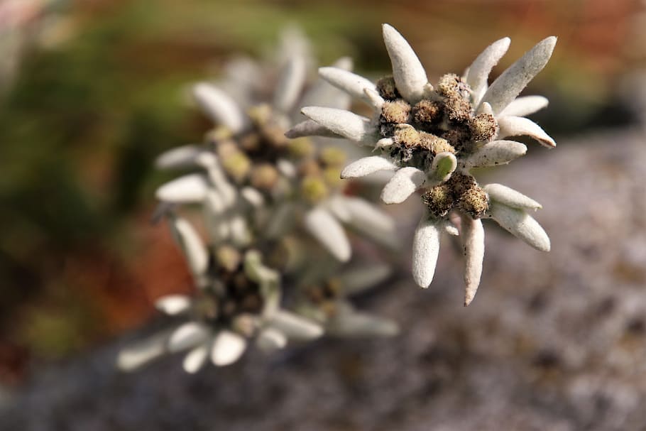 plant, gray, mountain, meadow, edelweiss alpine, symbol, in the fall HD wallpaper