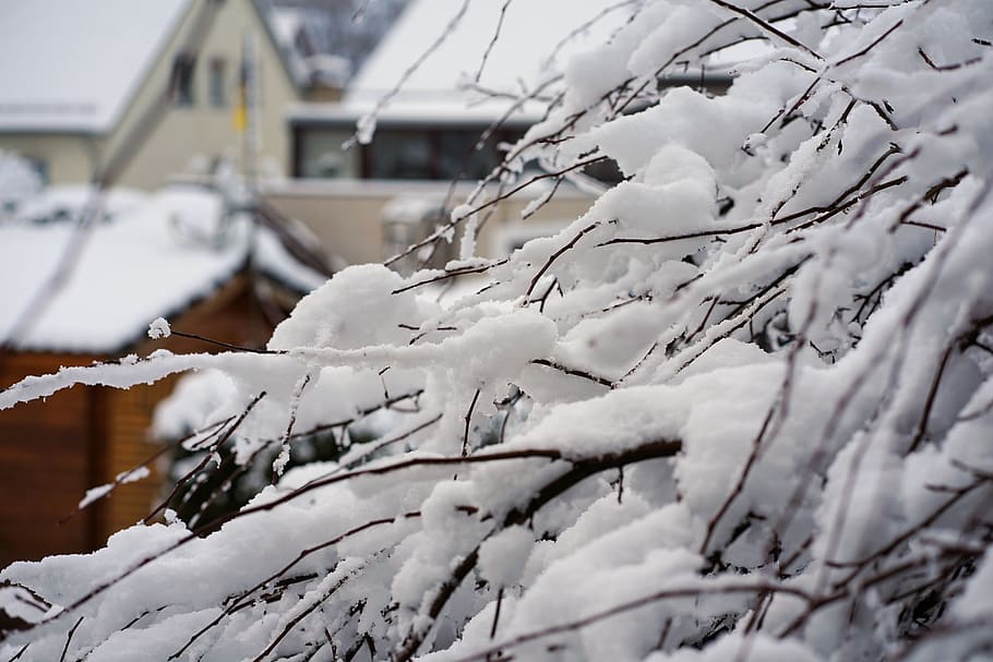 winter, snow, tree, cold, nature, frost, branch, iced, icy HD wallpaper