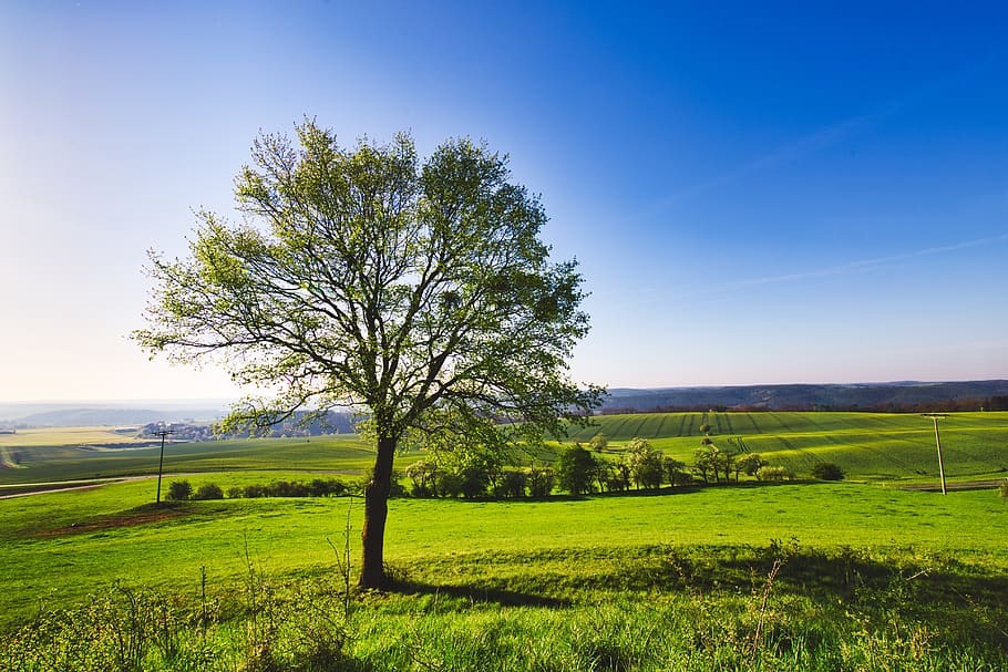 tree, meadow, field, landscape, sunny, nature, grass, rural HD wallpaper
