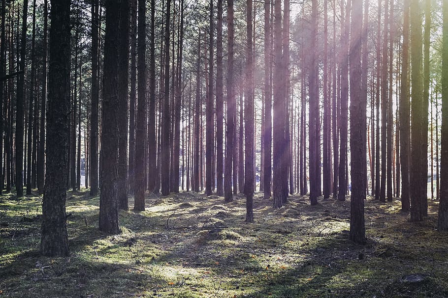 sun rays, sunbeams, forest, backlighting, sunset, nature, evening HD wallpaper