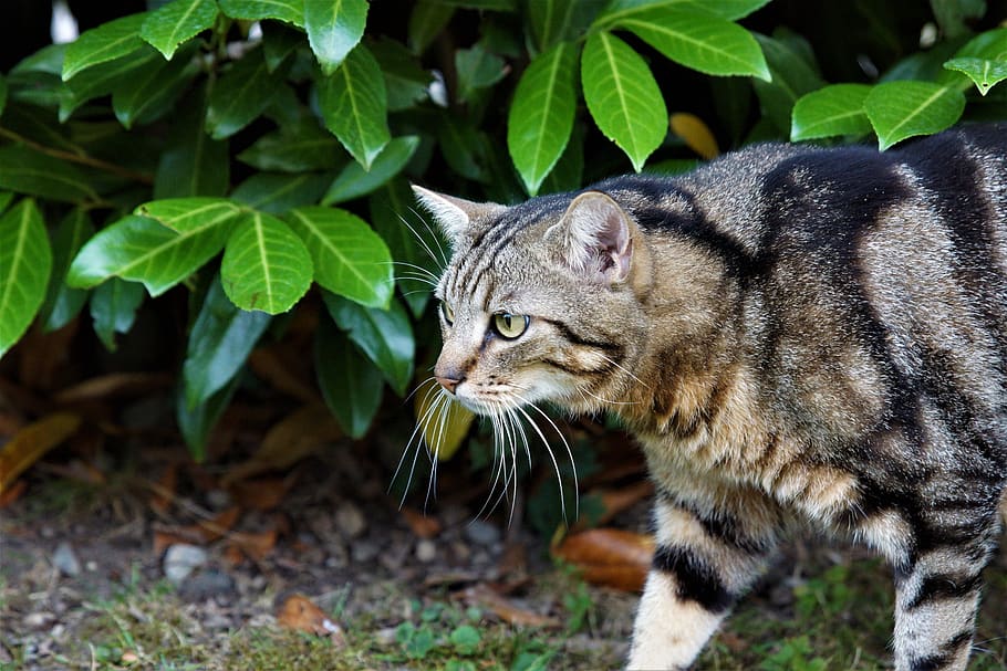 cat, mackerel, stare, animal themes, feline, one animal, mammal HD wallpaper