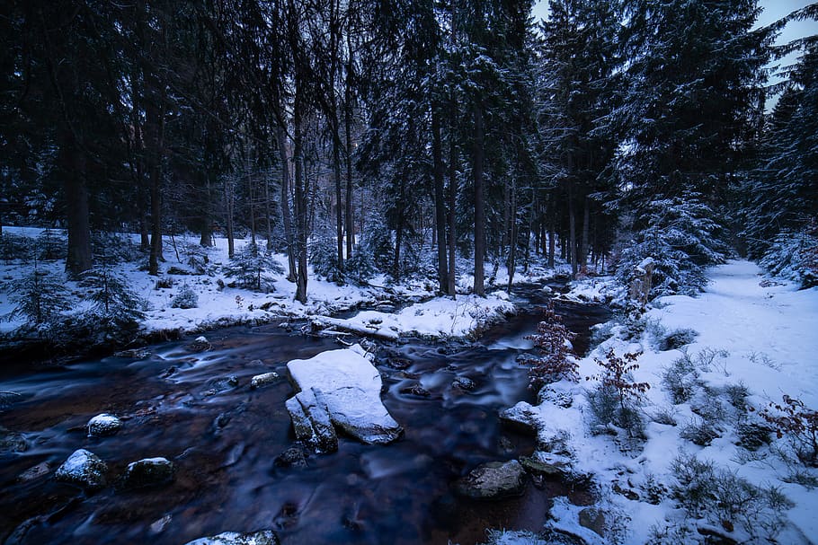 river covered with snow, nature, plant, tree, outdoors, abies HD wallpaper