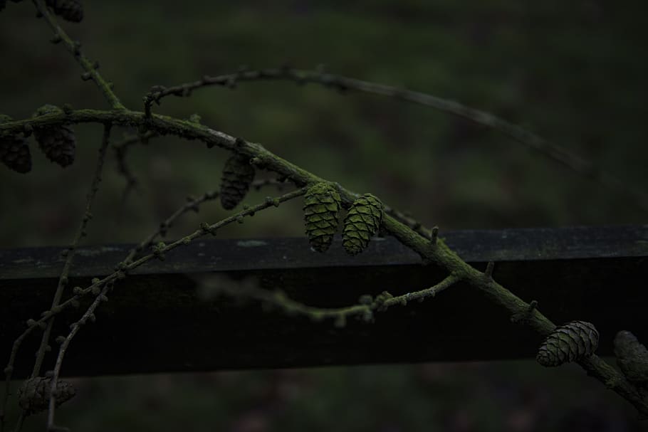 cold, winter, dark, mood, green, tree, focus on foreground HD wallpaper
