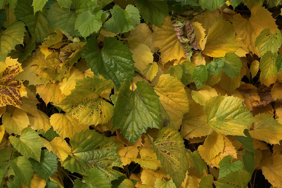 leaves, wine, fall foliage, yellow, green, climber plant, emerge HD wallpaper
