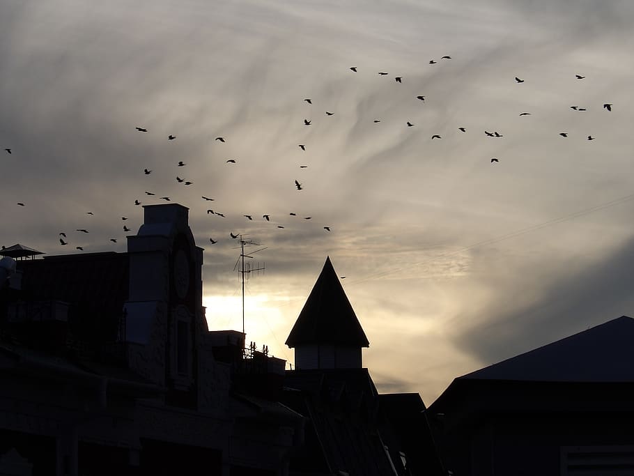 sunset, birds, city, built structure, building exterior, architecture HD wallpaper