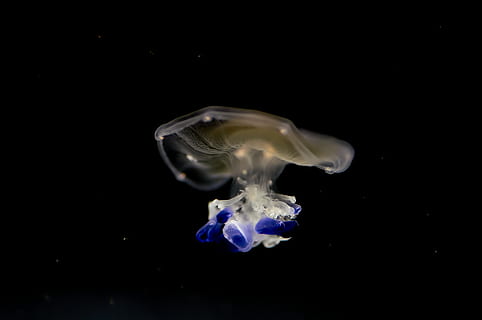 jelly fish, animal, sea life, invertebrate, jellyfish, rheinfelden (baden) HD wallpaper