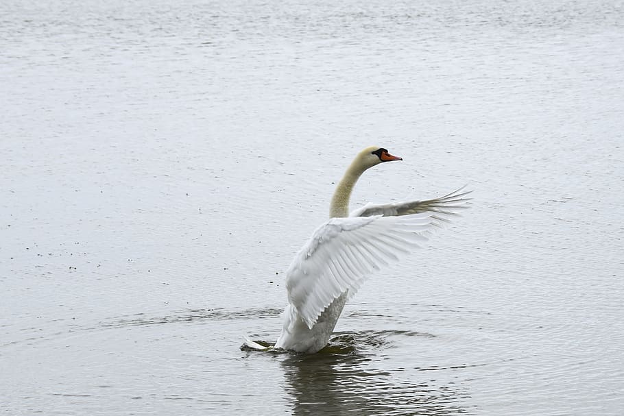 swan, bird, white, lake, animal, beautiful, nature, elegant HD wallpaper