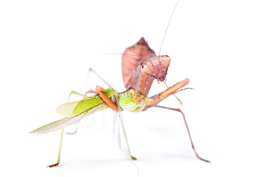 praying, mantis, insect, pacification, conciliation, animal, HD wallpaper