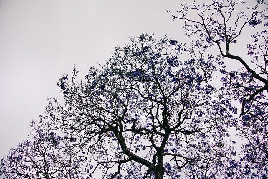 Blue Leafed Trees, branches, bright, environment, flora, flowers HD wallpaper