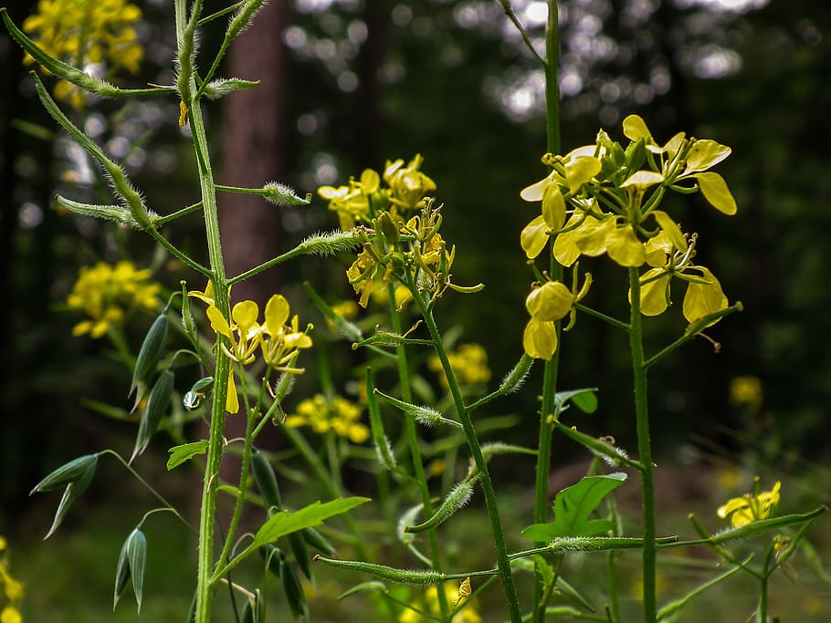 yellow, meadow, summer, spring, nature, plant, garden, floral HD wallpaper