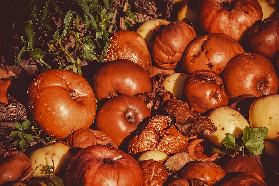 apple, windfall, fruits, lazy, kernobstgewaechs, pome fruit HD wallpaper