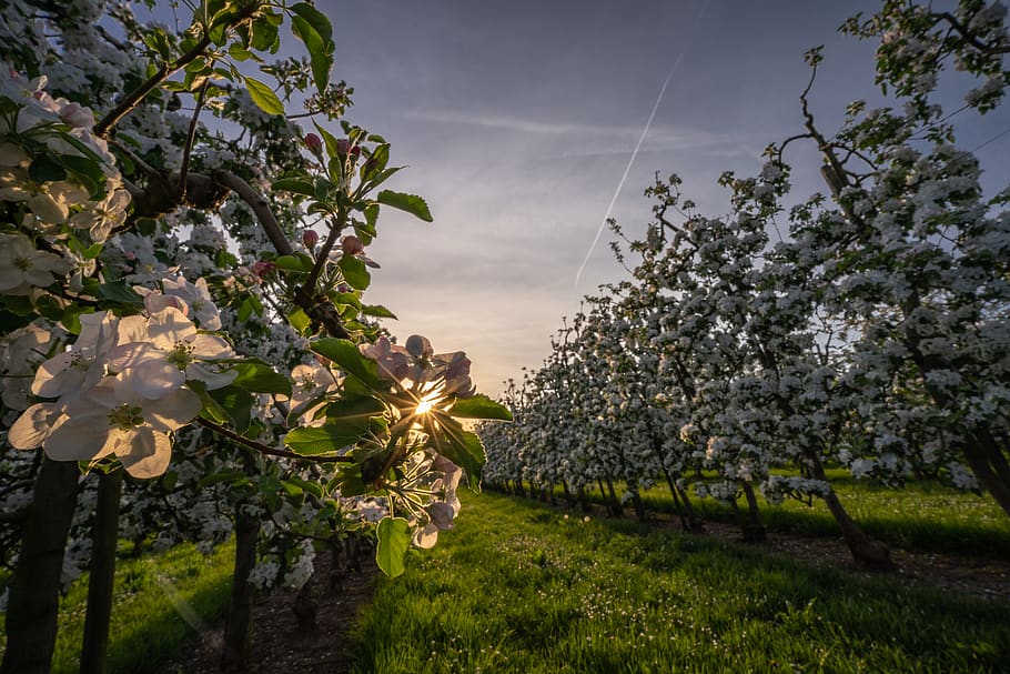 switzerland, neunforn, fahrhof, blossom, spring, sunset, blooming, HD wallpaper