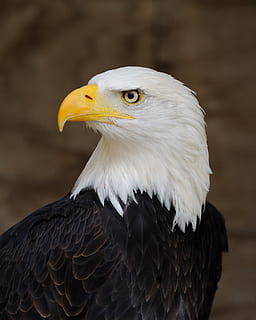 eagle, bald, perched, profile, raptor, bird, nature, american HD wallpaper