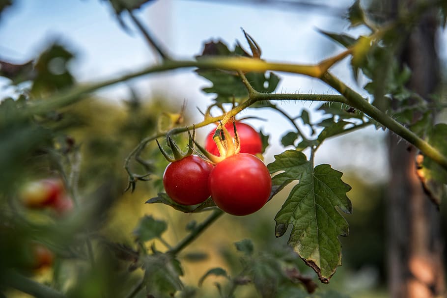 selective focus photo of red cherry tomatoes, plant, flora, food, HD wallpaper