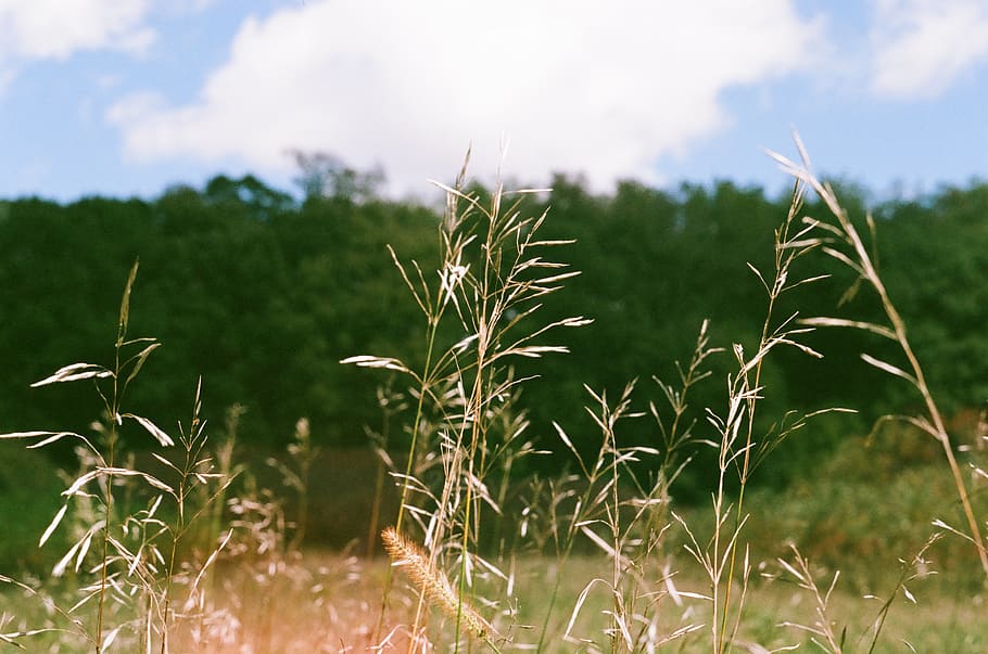 green grasses, plant, lawn, agropyron, reed, cndrm, feild, vegetation HD wallpaper